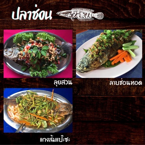 ปลาช่อน